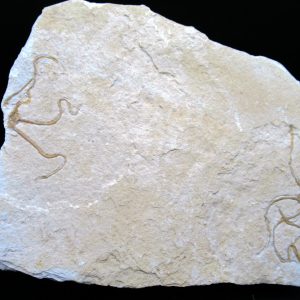 Genuine Jurassic Age Sinosura Brittle Star (Solnhofen) Fossils for Sale from Germany #32