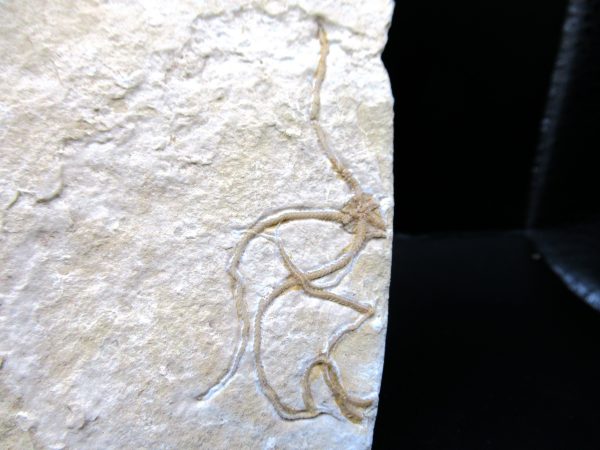 Genuine Jurassic Age Sinosura Brittle Star (Solnhofen) Fossils for Sale from Germany #32b