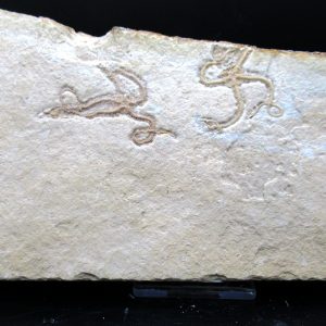 Genuine Jurassic Age Sinosura Brittle Star (Solnhofen) Fossils for Sale from Germany #33