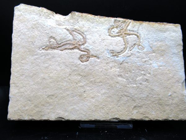 Genuine Jurassic Age Sinosura Brittle Star (Solnhofen) Fossils for Sale from Germany #33