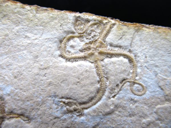 Genuine Jurassic Age Sinosura Brittle Star (Solnhofen) Fossils for Sale from Germany #33b