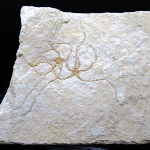 Genuine Jurassic Age Sinosura Brittle Star (Solnhofen) Fossils for Sale from Germany #34