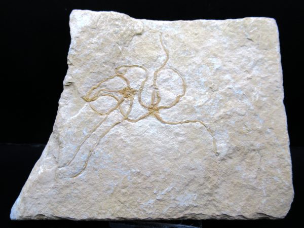 Genuine Jurassic Age Sinosura Brittle Star (Solnhofen) Fossils for Sale from Germany #34