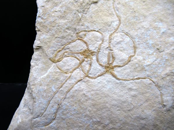 Genuine Jurassic Age Sinosura Brittle Star (Solnhofen) Fossils for Sale from Germany #34a