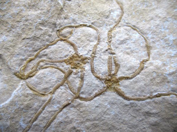 Genuine Jurassic Age Sinosura Brittle Star (Solnhofen) Fossils for Sale from Germany #34b