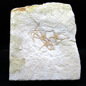 Genuine Jurassic Age Sinosura Brittle Star (Solnhofen) Fossils for Sale from Germany #35