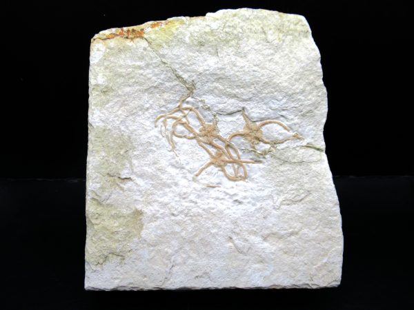 Genuine Jurassic Age Sinosura Brittle Star (Solnhofen) Fossils for Sale from Germany #35