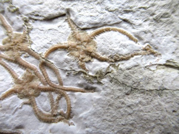 Genuine Jurassic Age Sinosura Brittle Star (Solnhofen) Fossils for Sale from Germany #35c