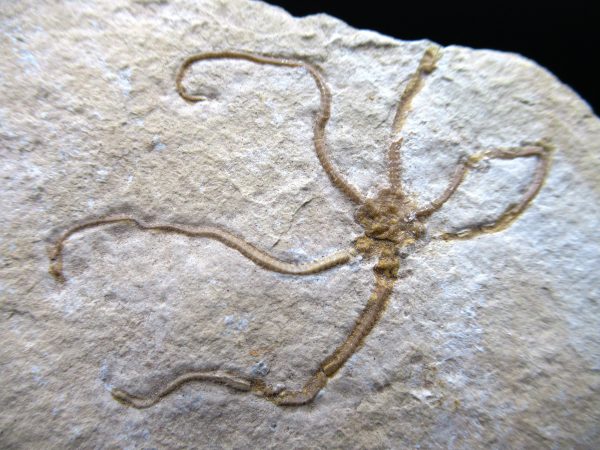 Genuine Jurassic Age Sinosura Brittle Star (Solnhofen) Fossils for Sale from Germany #3a