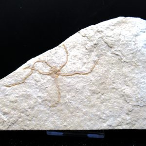 Genuine Jurassic Age Sinosura Brittle Star (Solnhofen) Fossils for Sale from Germany #4