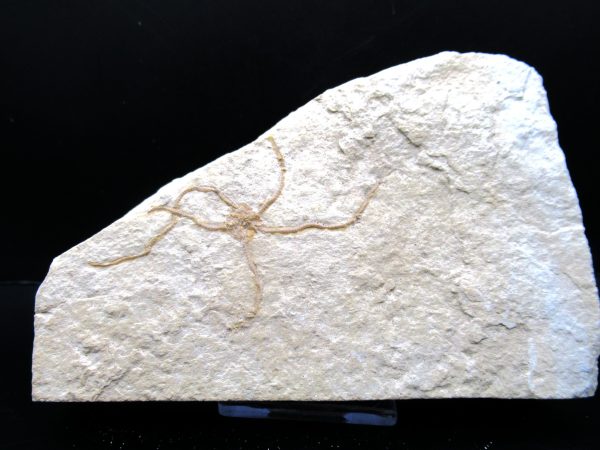 Genuine Jurassic Age Sinosura Brittle Star (Solnhofen) Fossils for Sale from Germany #4