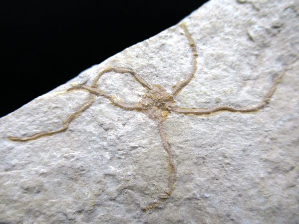 Genuine Jurassic Age Sinosura Brittle Star (Solnhofen) Fossils for Sale from Germany #4a