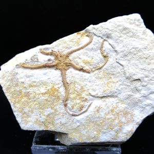 Genuine Jurassic Age Sinosura Brittle Star (Solnhofen) Fossils for Sale from Germany #5