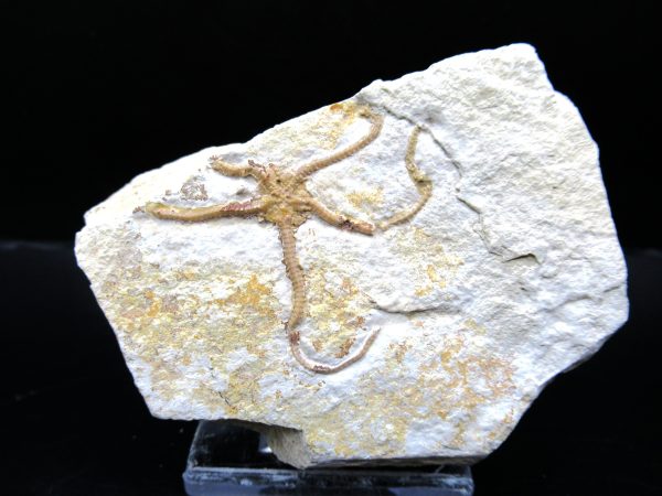 Genuine Jurassic Age Sinosura Brittle Star (Solnhofen) Fossils for Sale from Germany #5