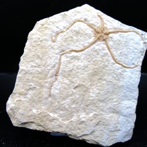 Genuine Jurassic Age Sinosura Brittle Star (Solnhofen) Fossils for Sale from Germany #6