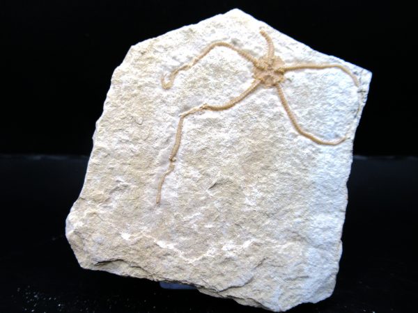 Genuine Jurassic Age Sinosura Brittle Star (Solnhofen) Fossils for Sale from Germany #6