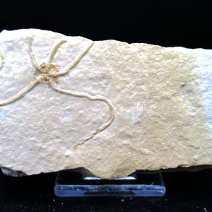 Genuine Jurassic Age Sinosura Brittle Star (Solnhofen) Fossils for Sale from Germany #7