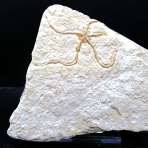 Genuine Jurassic Age Sinosura Brittle Star (Solnhofen) Fossils for Sale from Germany #8