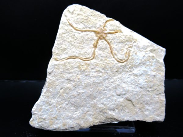 Genuine Jurassic Age Sinosura Brittle Star (Solnhofen) Fossils for Sale from Germany #8