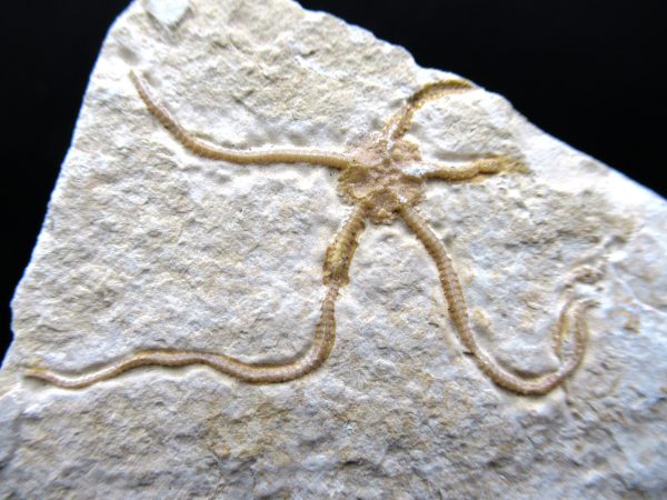 Genuine Jurassic Age Sinosura Brittle Star (Solnhofen) Fossils for Sale from Germany #8a