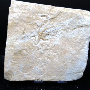 Genuine Jurassic Age Sinosura Brittle Star (Solnhofen) Fossils for Sale from Germany #9