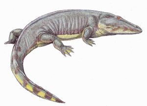 Actinodon