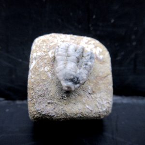 Genuine Crawfordsville Crinoid Fossils for Sale from Indiana #122