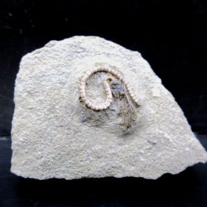 Genuine Crawfordsville Crinoid Fossils for Sale from Indiana #123