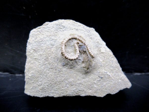 Genuine Crawfordsville Crinoid Fossils for Sale from Indiana #123