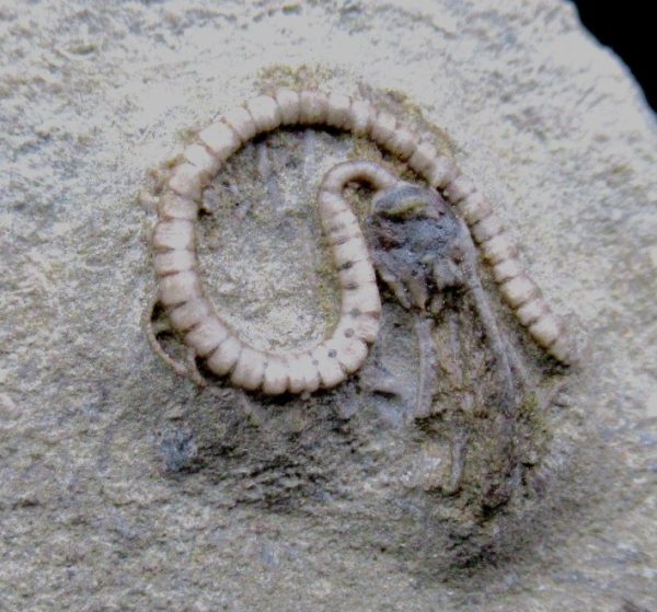 Genuine Crawfordsville Crinoid Fossils for Sale from Indiana #123a