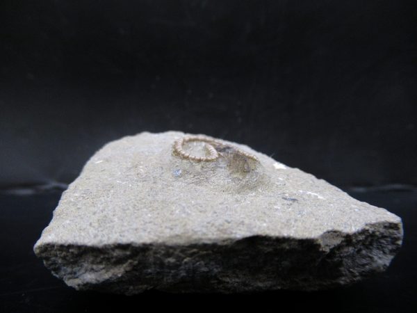 Genuine Crawfordsville Crinoid Fossils for Sale from Indiana #123b