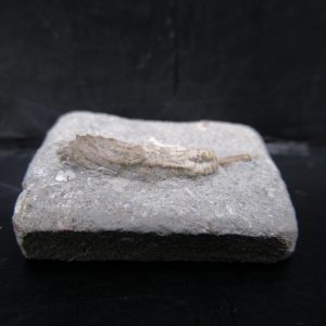 Genuine Crawfordsville Crinoid Fossils for Sale from Indiana #124b