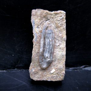 Genuine Crawfordsville Crinoid Fossils for Sale from Indiana #125