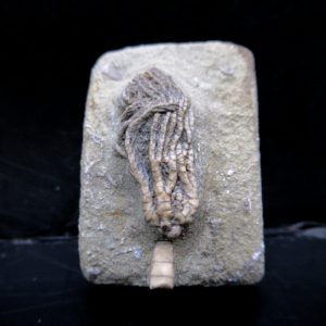 Genuine Crawfordsville Crinoid Fossils for Sale from Indiana #126