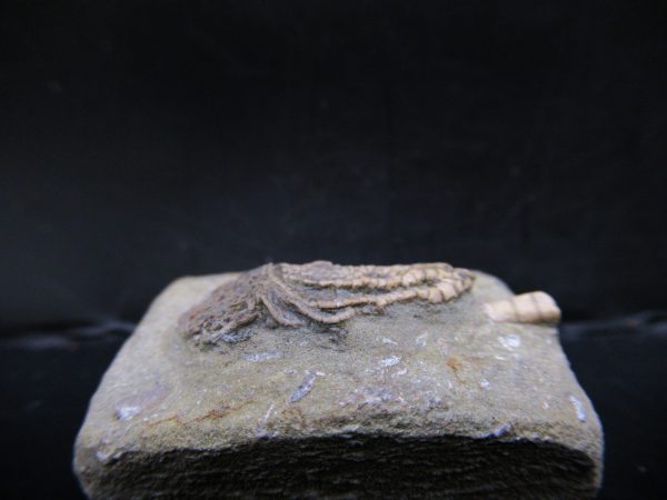 Genuine Crawfordsville Crinoid Fossils for Sale from Indiana #126b