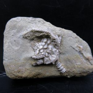 Genuine Crawfordsville Crinoid Fossils for Sale from Indiana #127