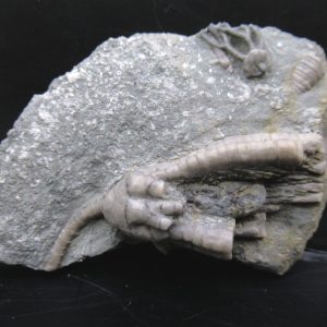 Genuine Crawfordsville Crinoid Fossils for Sale from Indiana #128