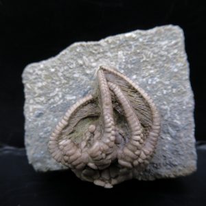 Genuine Crawfordsville Crinoid Fossils for Sale from Indiana #129