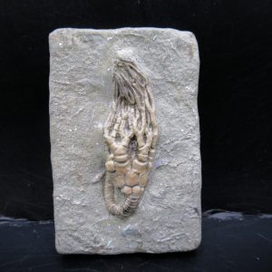 Genuine Crawfordsville Crinoid Fossils for Sale from Indiana #130