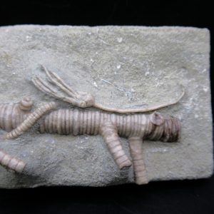 Genuine Crawfordsville Crinoid Fossils for Sale from Indiana #131