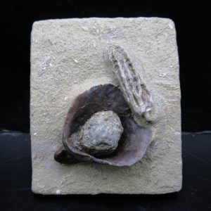 Genuine Crawfordsville Crinoid Fossils for Sale from Indiana #132