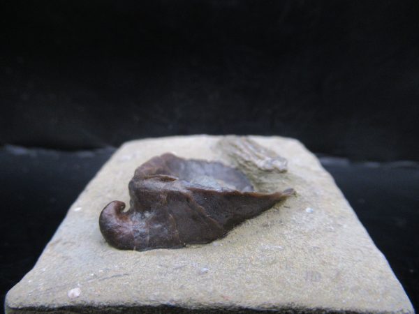 Genuine Crawfordsville Crinoid Fossils for Sale from Indiana #132a