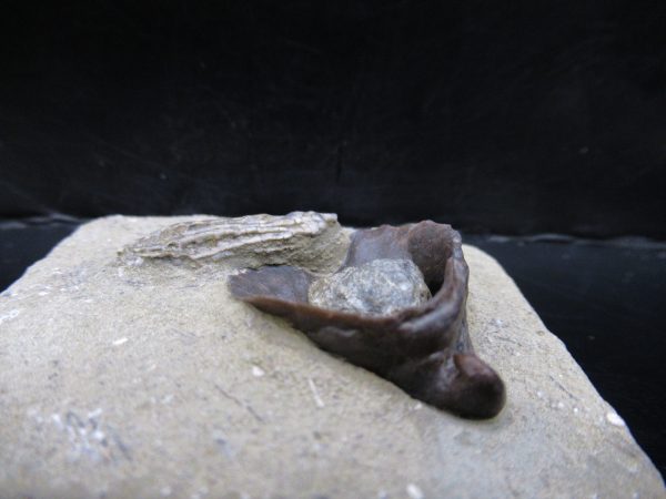 Genuine Crawfordsville Crinoid Fossils for Sale from Indiana #132b