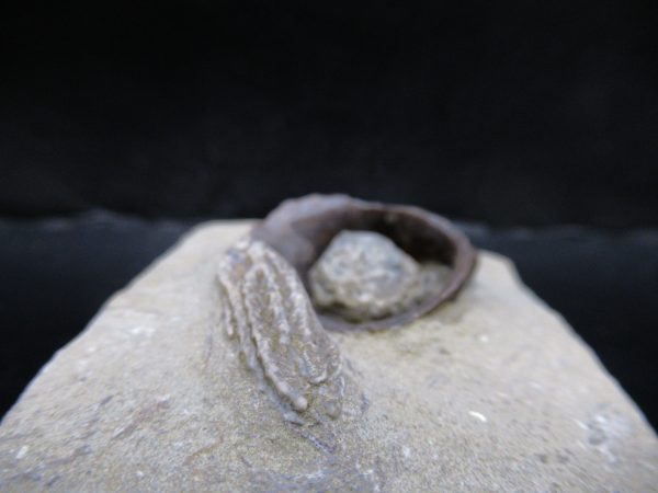 Genuine Crawfordsville Crinoid Fossils for Sale from Indiana #132c