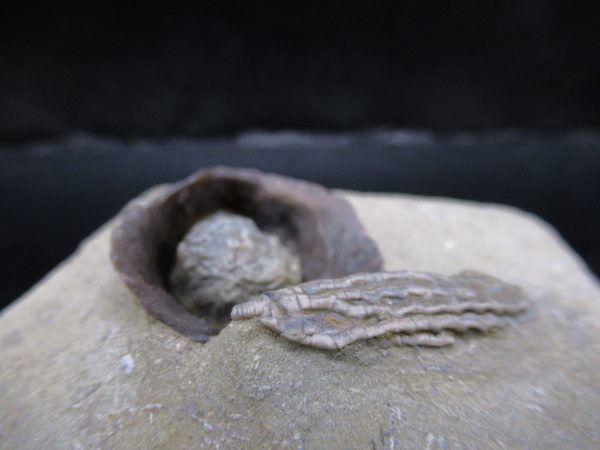 Genuine Crawfordsville Crinoid Fossils for Sale from Indiana #132d