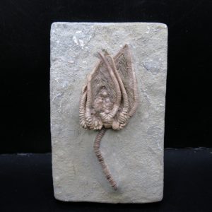 Genuine Crawfordsville Crinoid Fossils for Sale from Indiana #133