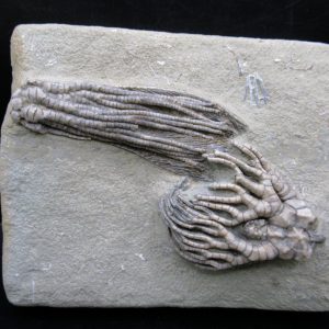 Genuine Crawfordsville Crinoid Fossils for Sale from Indiana #134