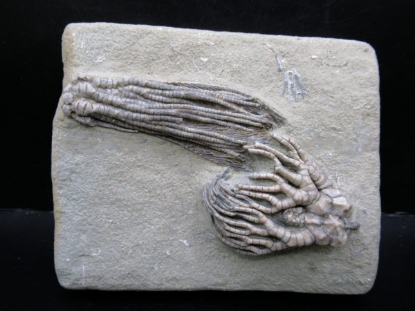 Genuine Crawfordsville Crinoid Fossils for Sale from Indiana #134