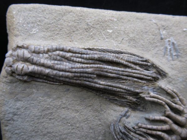 Genuine Crawfordsville Crinoid Fossils for Sale from Indiana #134a