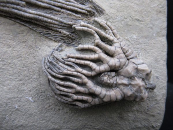 Genuine Crawfordsville Crinoid Fossils for Sale from Indiana #134b